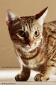 ocicats14_10117